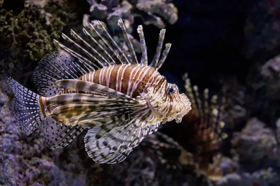 Como escolher peixes para manter equilíbrio em aquário biótopo