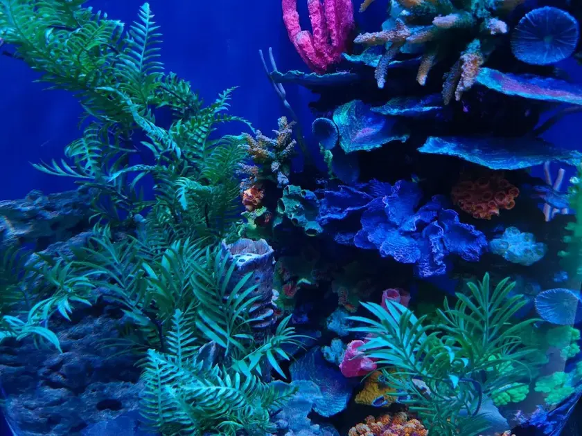 Como montar um aquário biótopo brasileiro com plantas naturais