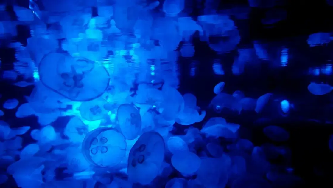 Como montar um aquário biótopo de água negra (blackwater)