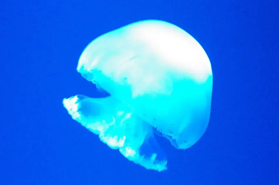 Como recriar um ecossistema real dentro do aquário biótopo