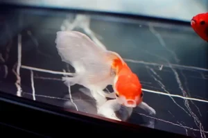 Guia completo para montar aquário biótopo de rio asiático