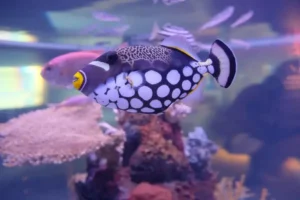 Melhores peixes para aquário biótopo amazônico iniciante