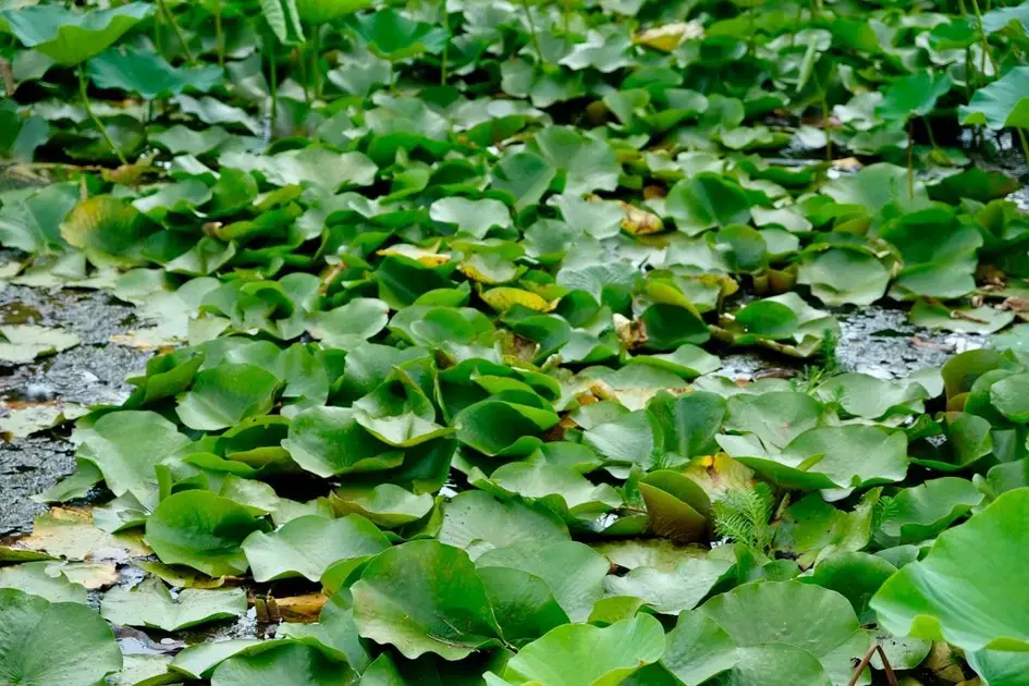 Plantas ideais para aquário biótopo de água doce tropical