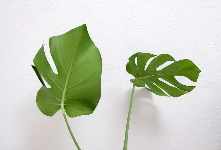 Plantas que sobrevivem em aquário biótopo com pouca luz